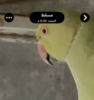 طيور الدره عدد 2 ذكور وفيشار واحد