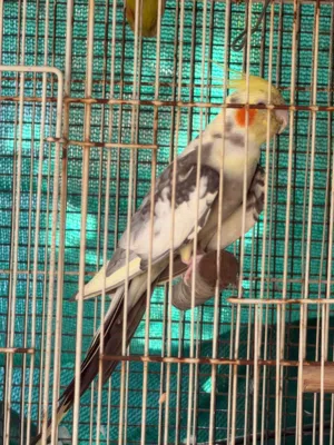 Looking for Male Cocktail Exchange with other color/أبحث عن تبادل كوكتيلات للرجال من ذوي البشرة المل