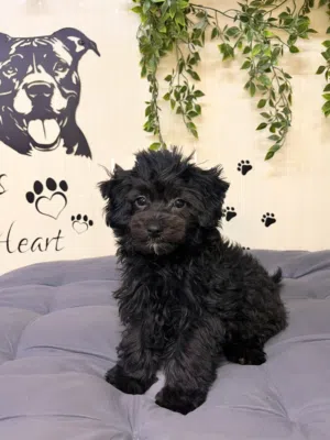 توي بودل toy poodle