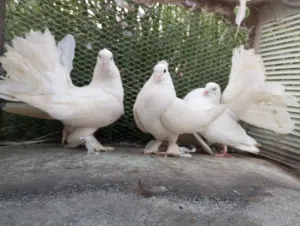 حمام حقم منوع