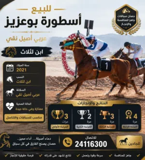 حصان عربي أصبل