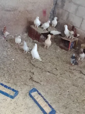 انواع مختلف من الحمام