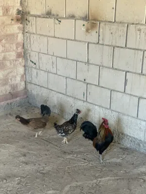 للبيع دجاج عربي ديج و دجاجتين اعمارهم 8شهور