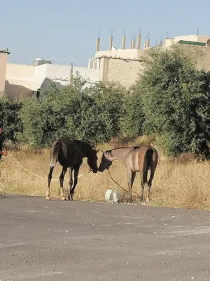مهر عربي اصل وفصل من الطراز الأول