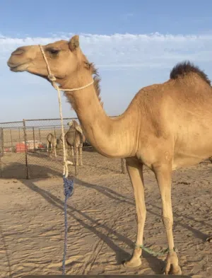 ناقه محليه
