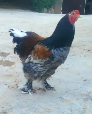 كوبية فروج ودجاجة براهيمي