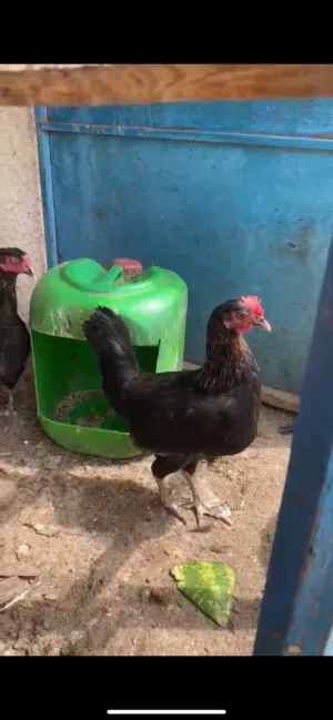 دجاجات سود عرب بياضات