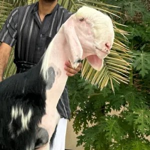 حلال العميد 