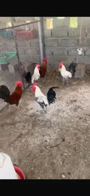 دجاج كوشن ديوك و دجاج فيومي ديوك الحبه ب 4