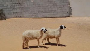 2فطايم وطنيات خوات تؤام مشالله عمرهم ف 5شهور ناشطات وسليمات ..