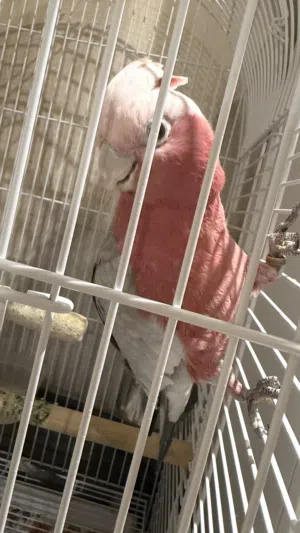 Gala parrot