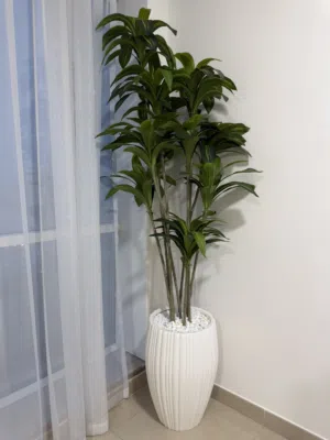 شجرة مستخدم قليل