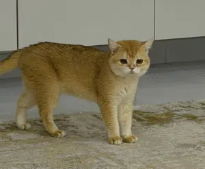 بريتش شورت هير جولدن للتزاوج