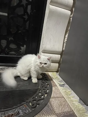 ‏هملايا‏0