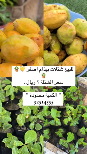 بيذام اصفر