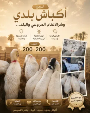 اكباش للبيع بلدي وشر الاغنام المراعي بلدي بصحه ممتازه وجوده مضمونه مناسبه للذبح والمناسبات