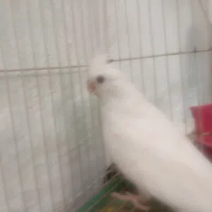 كوكتيل كوكتيل