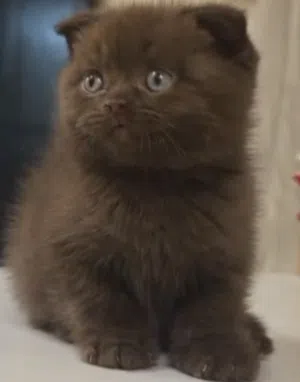 Baby Chocolate Brown Cinnamon