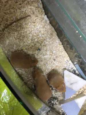 هامستر للبيع 3