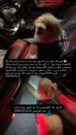 جلب بودل للبيع