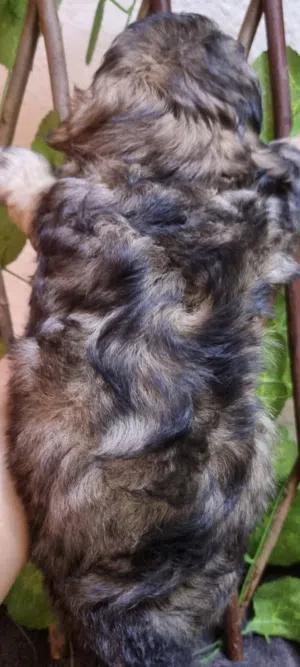 Sable Merel Maltipoo micro Toy