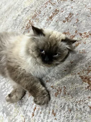 للبيع قط هملايا