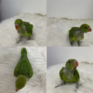 فرخ بغبغاء دره هندي شاهد الوصف