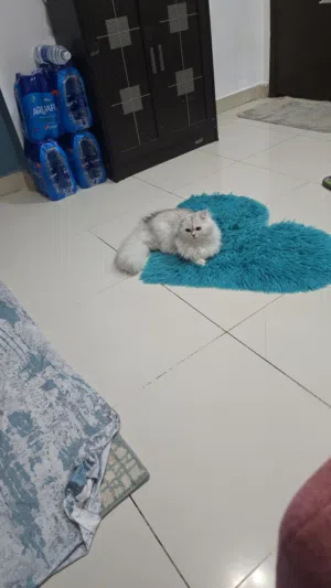 قطةشيرازي للتبني