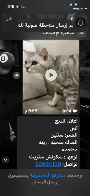 للبيع قطوه ستريت