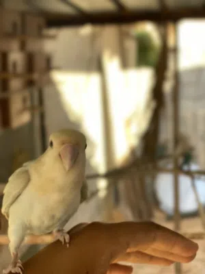 انته روز مروضه جاهزه (مصراته) لايوجد توصيل