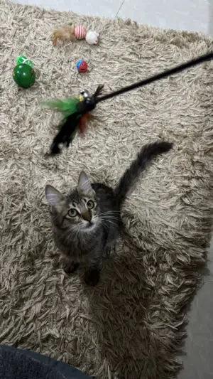 Cat for adoption