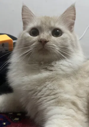 قطه شيرازيه جميله