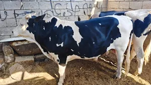 ‏أبقار‏2