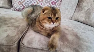 ذكر للتزاوج اسكتش فولد