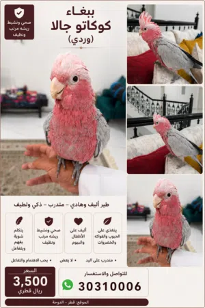للبيع ببغاء جالا (Galah Cockatoo) أليف مع القف