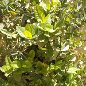 ابوغيث 