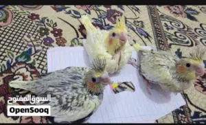 مطلوب فرخ كوكتيل