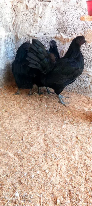 بسم الله الرحمن الرحيم  متوفر  بفضل الله 3دجاجة لمبرجيني  ماشاء الله ربي يبارك عز متربي ماشاء الله ت
