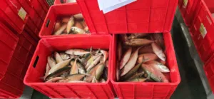 بيع اسماك بالجمله للمطاعم والمحلات الكبيره طازجه يوم بيوم اسماك احجام كبيره شعري وحبار وجميع الانواع