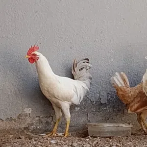 دجاج عماني للبيع شوف الوصف