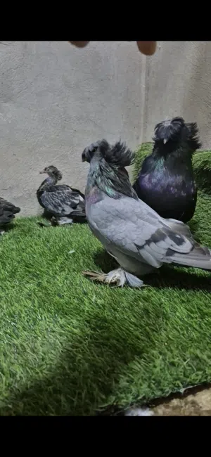 حمام بخارى للبيع مستوى وحجم تبارك الرحمن