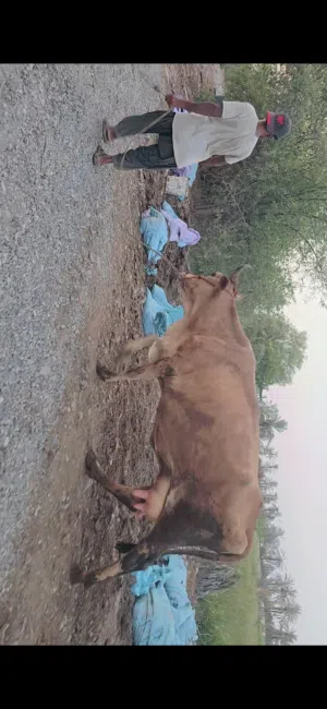 بقره جيرسي باكستاني زاهبه