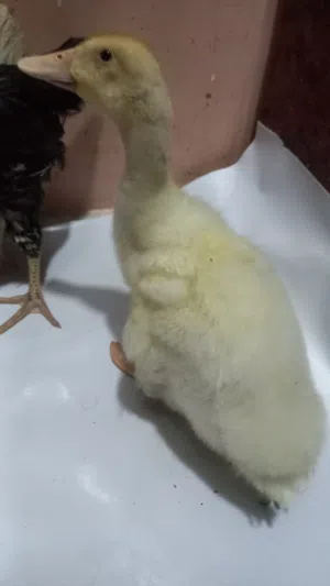 Duck for Sale (Farming)