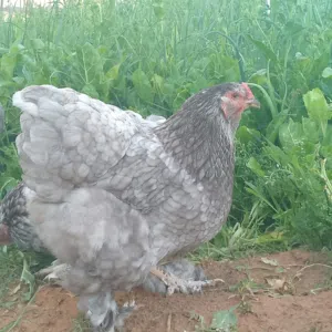 كوبية براهما رصاصي