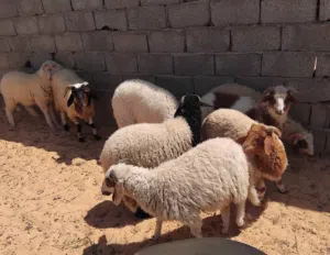 خرفان الله يبارك