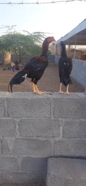 ديك بكستاني للبيع
