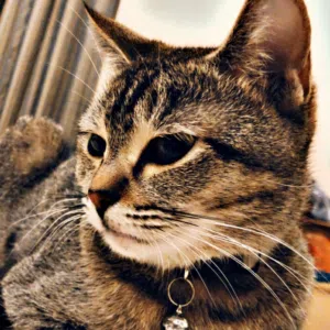 lulu kh