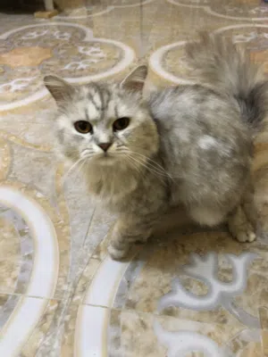 البيع سنور شرازي