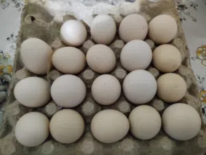 طبق دحي دجاج براهما