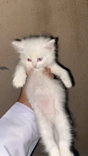 قطط شيرازيه للبيع ولعمر صغير رقم ف لوصف